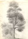 Drawing_16_5BTree5D___Undated___14x10___Direct.jpg