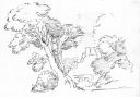Tree_and_Castle_undated.jpg